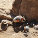 Illustration for article titled Archaeologists Discover a Rare Pre-Roman Tomb at Pompeii